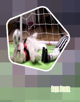 Https sports baji bet cat soccer